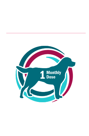 Heartworm-one-month-dose-dog